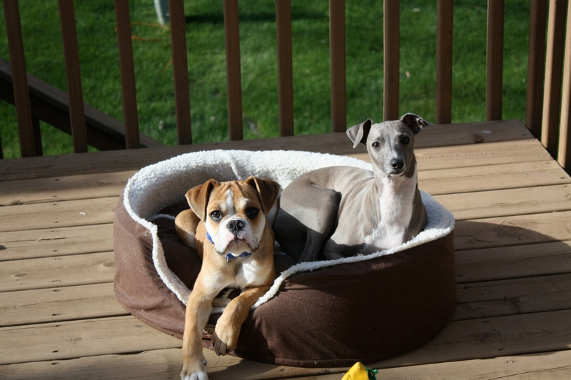 Illustration for article titled Shooting Challenge Pets Gallery 1